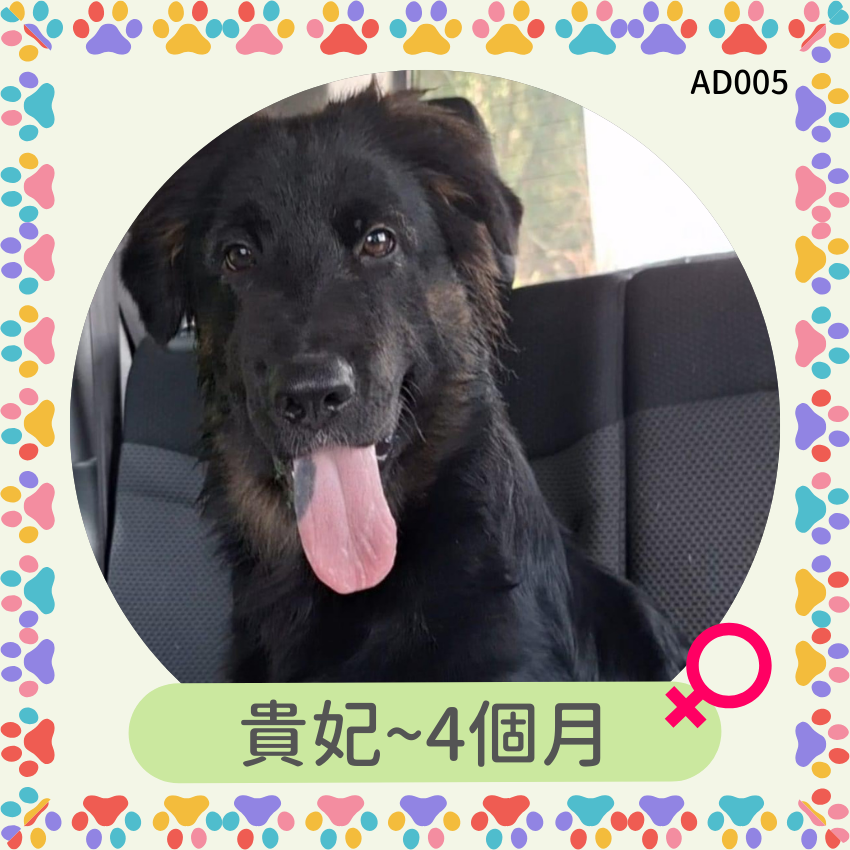 貴妃